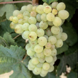 clairette