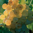 ugni-blanc