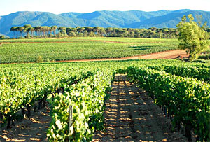vin-bio-provence-1
